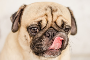 Pug dog on white banner
