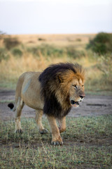 Beautiful Lion in Kenya, Africa