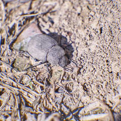 brown beatle on dry soil close up