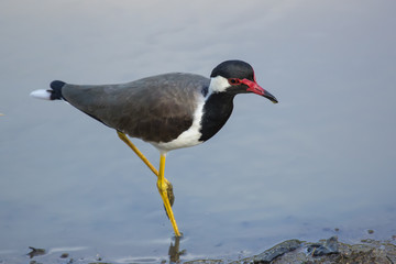 red-wattled lapwing (Vanellus indicus)
