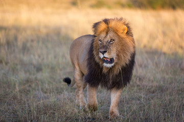 Naklejka na ściany i meble Beautiful Lion in Kenya, Africa