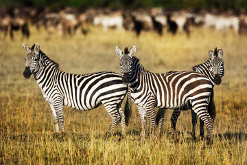 Fototapeta na wymiar Zebras around the savannah in Kenya, Africa