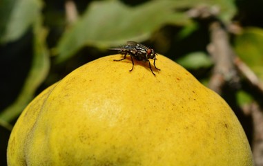 mosca su mela cotogna