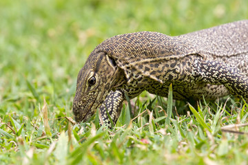 Monitor Lizard (Sril Lanka)