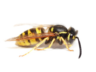 European wasp Vespula germanica, isolated on white background