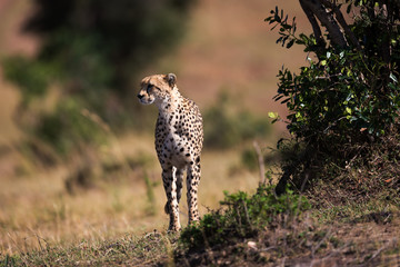 Fototapeta na wymiar Cheetah around the savannah in Kenya, Africa