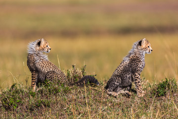 Cheetah with cubs around the savannah in Kenya, Africa