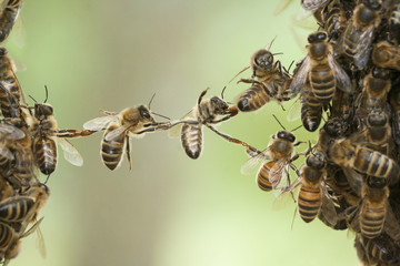 Bees bridge two parts of bee swarm. - obrazy, fototapety, plakaty