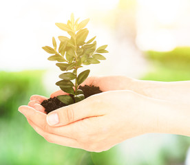 Hands of woman holding young plant on natural background