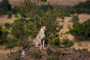 Cheetah around the savannah in Kenya, Africa