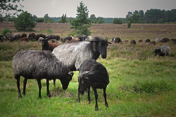 Heidschnuckenherde  Lüneburger Heide
