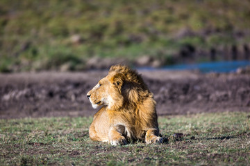 Fototapeta na wymiar Beautiful Lion in Kenya, Africa