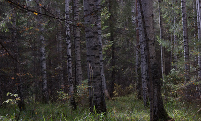 forest