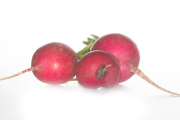 radish isolated