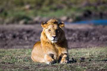 Beautiful Lion in Kenya, Africa