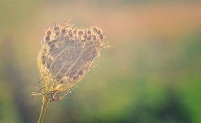 Meadow at sunset, wild flower in back light
