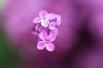 Obraz na płótnie Canvas lilac flowers
