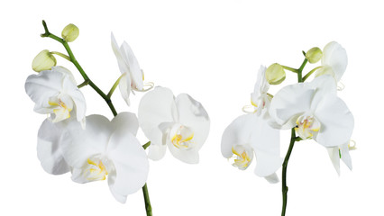 Fototapeta na wymiar Orchid phalaenopsis white isolated