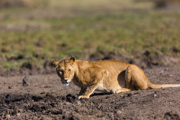 Fototapeta na wymiar Beautiful Lion in Kenya, Africa