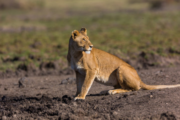 Beautiful Lion in Kenya, Africa