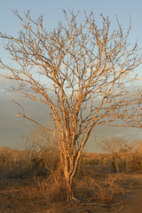 Fototapeta na wymiar Lonely Tree at Sunset