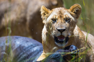 Beautiful Lion in Kenya, Africa