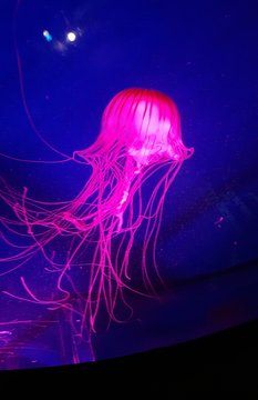 Pink Jellyfish