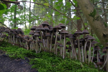 Waldpilze