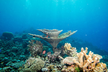 Naklejka na ściany i meble Maldives corals house for Fishes