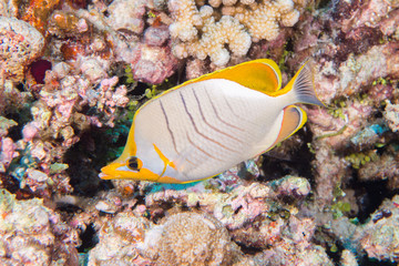 Plakat angel fish on the reef