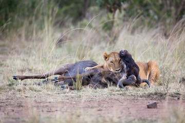 Beautiful Lion in Kenya, Africa