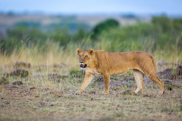 Beautiful Lion in Kenya, Africa