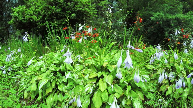 Flower Garden in city park