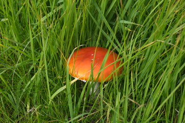 Fly agaric toadstool (Amanita muscaria) among the grass.