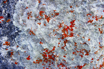 moss and lichen on a rock close-up