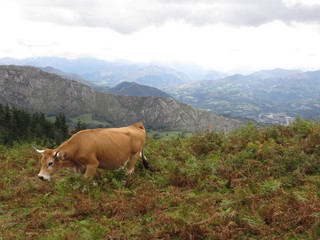 Fototapeta na wymiar Mountain cow