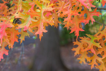 Oak Leaves on Tree Branches in Fall Season