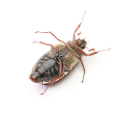 maybug