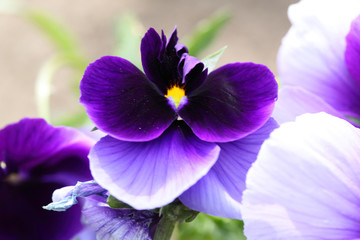 Pansies