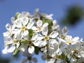 Obraz premium flower cherry