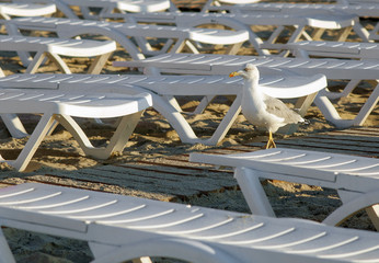 gull walking along the beach between the sunbeds