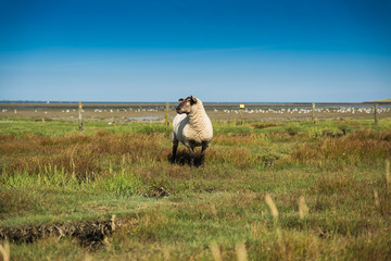 Schafe an der Nordsee