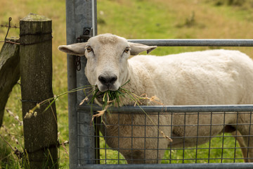 Schafe an der Nordsee
