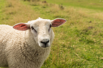 Schafe an der Nordsee