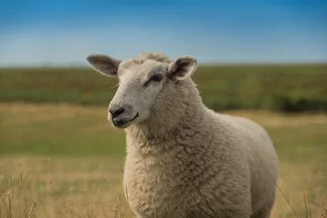 Crédence de cuisine en verre imprimé Moutons Schafe an der Nordsee