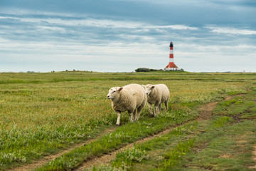 Leuchtturm und Schafe