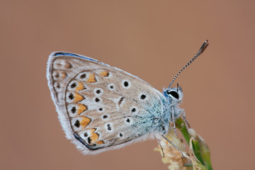Lycaenidae butterfly on a flower