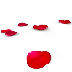 Petals of a red rose lying on the floor