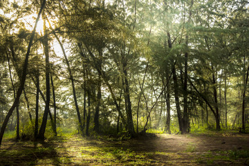 Pine forest in the morning.