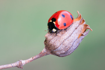 Ladybug sitting on a flowers